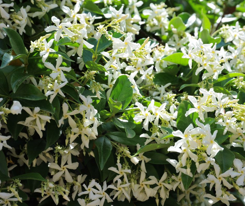 Close up of white densely blooming jasmine vine.