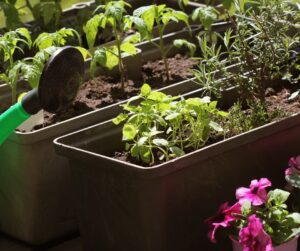 Sun loving herbs, tomatoes and flowers growing in containers.