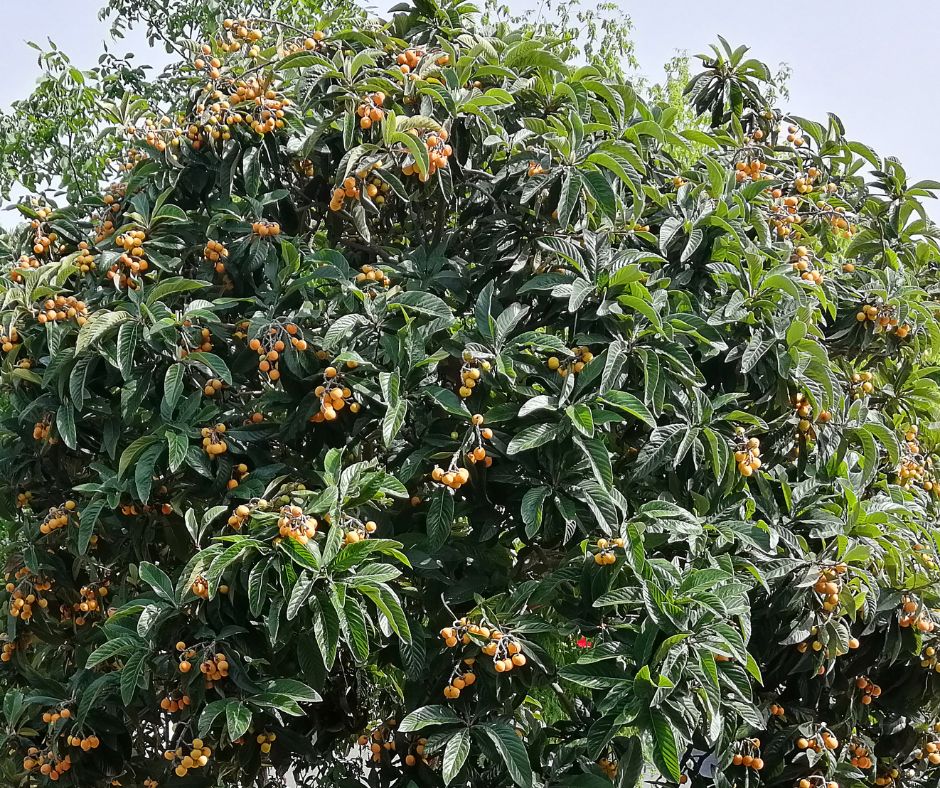 A bushy evergreen fruit tree, loquat tree covered in fruit.