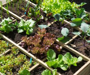 A sunny raised garden bed organized by plant light requirements and square foot gardening.
