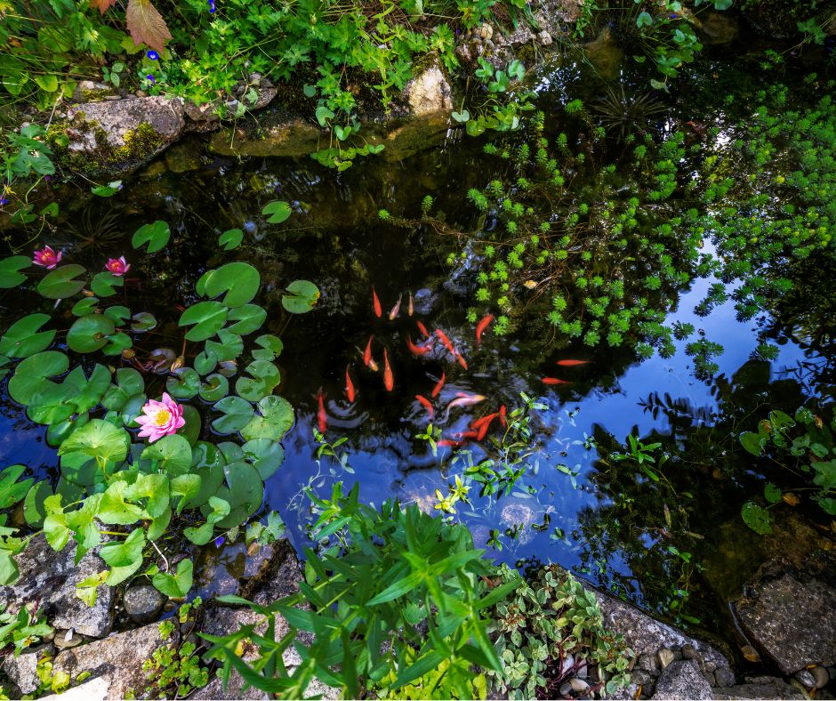 A group of colorful fish in a lush backyard pond waiting to be fed.
