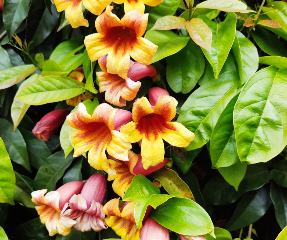 flowering crossvine with many red and yellow tubular flowers cover the climbing vine.