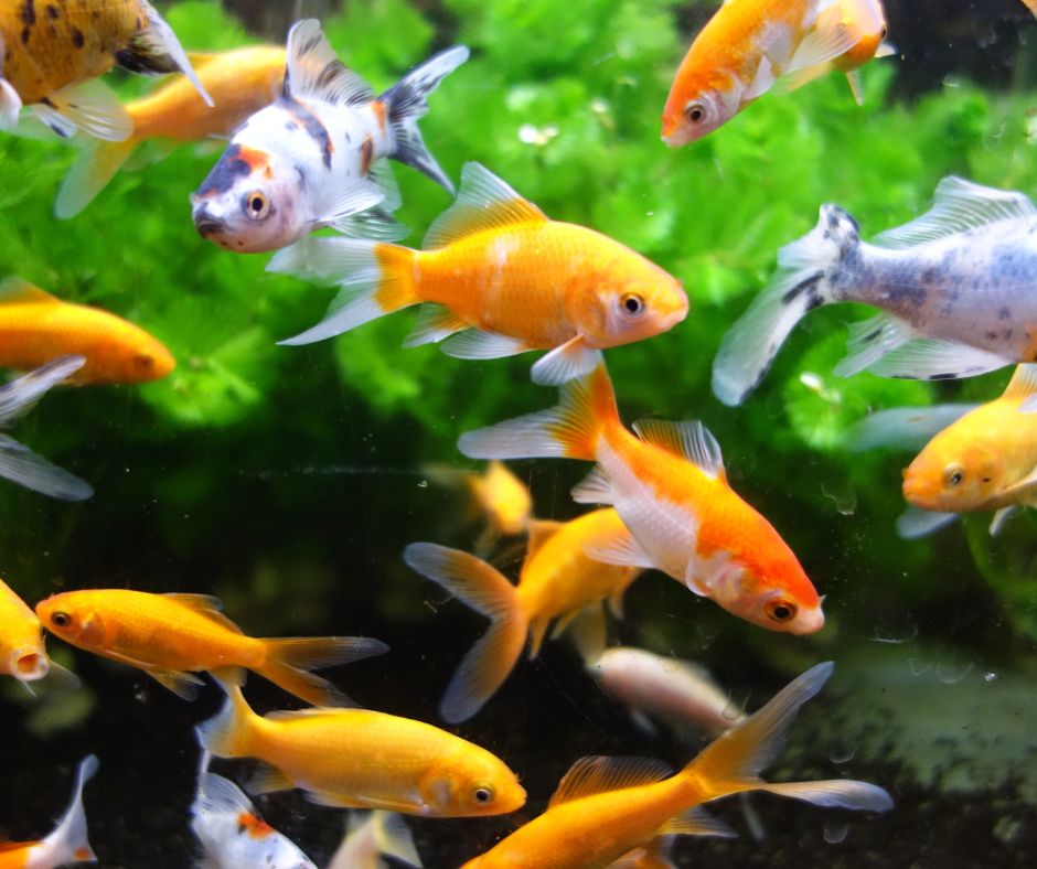 An assortment of colorful gold fish for backyard ponds