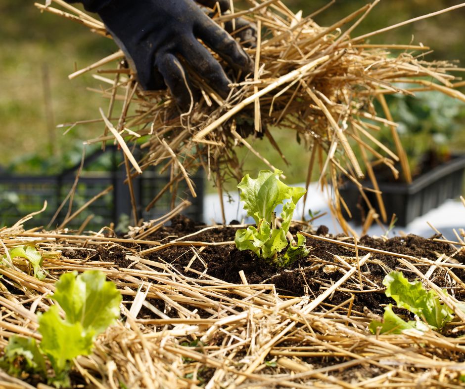 Gloved hands adding straw mulch to lettuce in a large outdoor container.