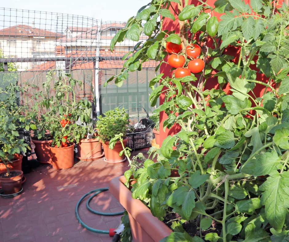 A patio full of outdoor potted plants including, fruiting tomatoes and basil.