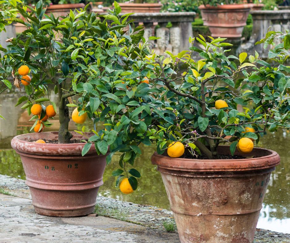 Outdoor potted orange trees in large terracotta pots next to a pond.