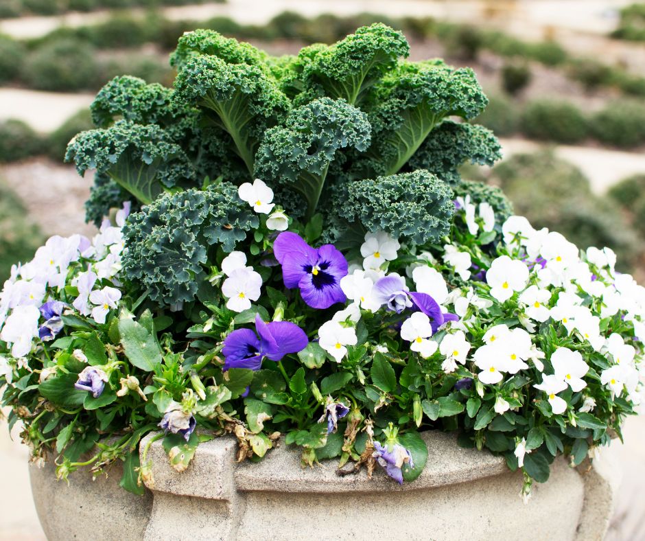 A large stone container filled with blooming purple pansy and curled leaf kale.