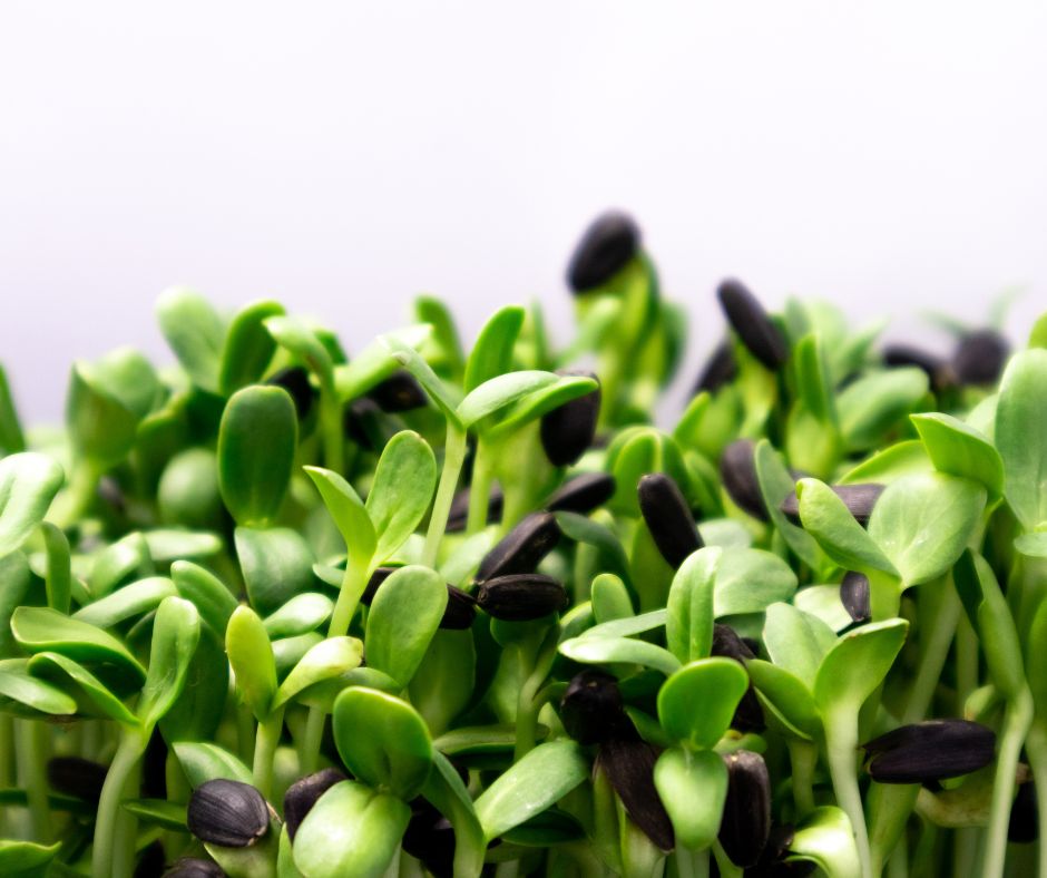 Heavily sowed bright green sunflower microgreens.
