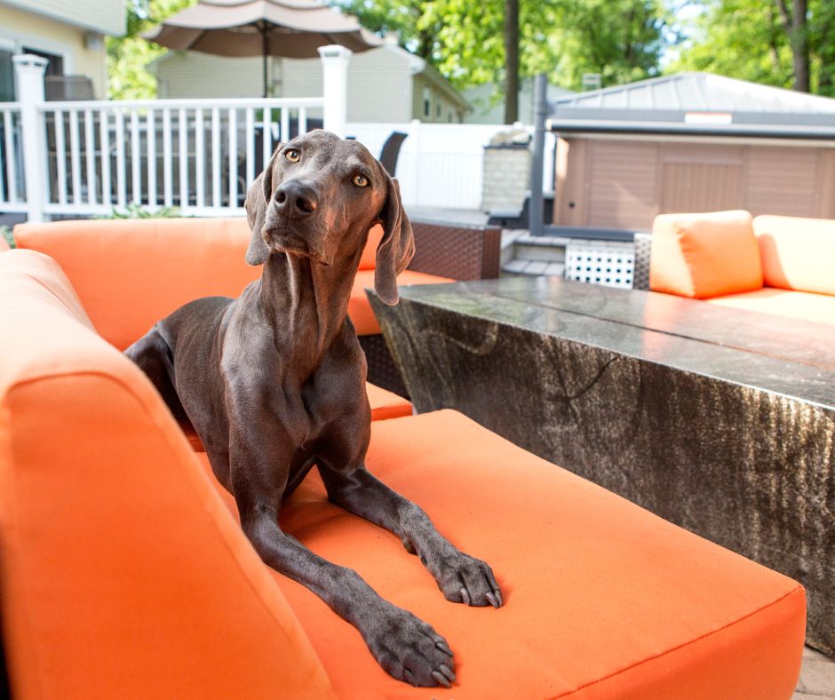 An outdoor seating seating set with warm orange cushions and a grey Weimaraner dog lounging on one couch.