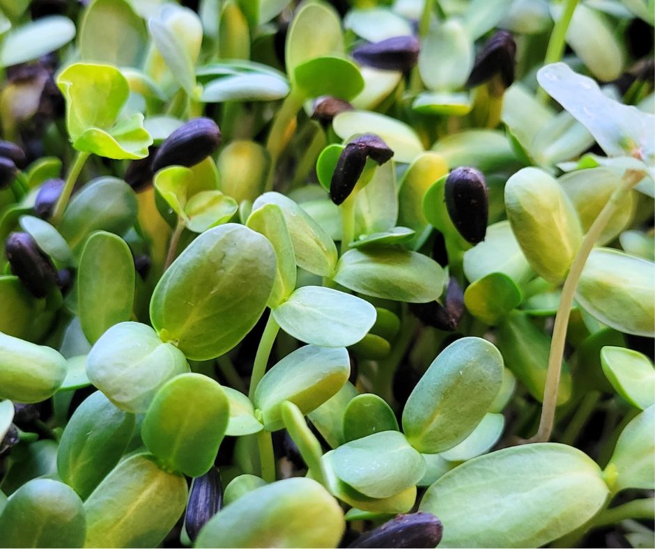 Homegrown sunflower microgreens emerging from seeds.
