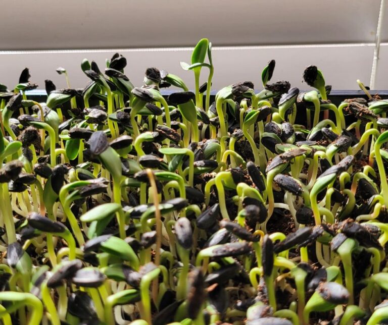 Sunflower microgreen germinating near a window.