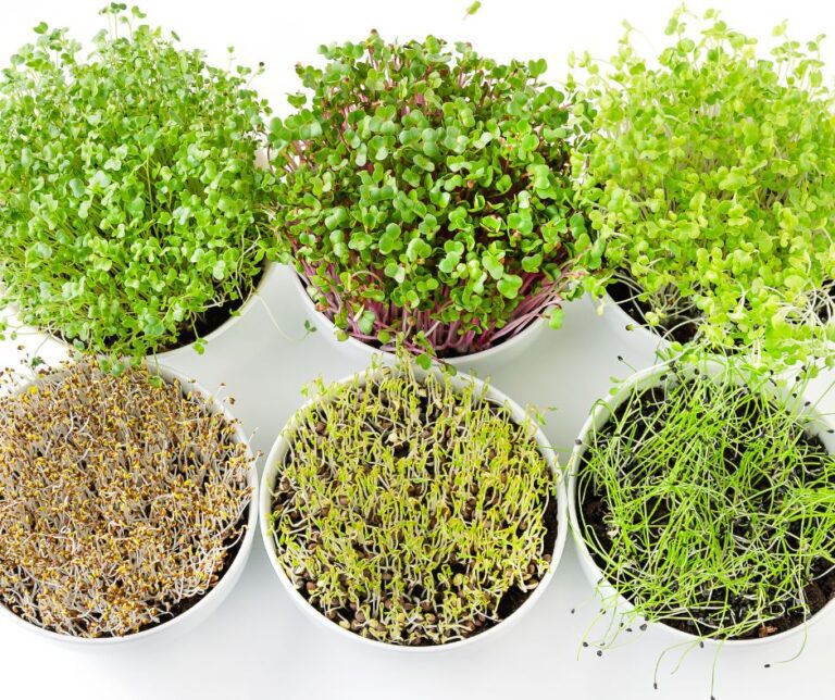 The Battle of the Greens: Microgreens vs Sprouts