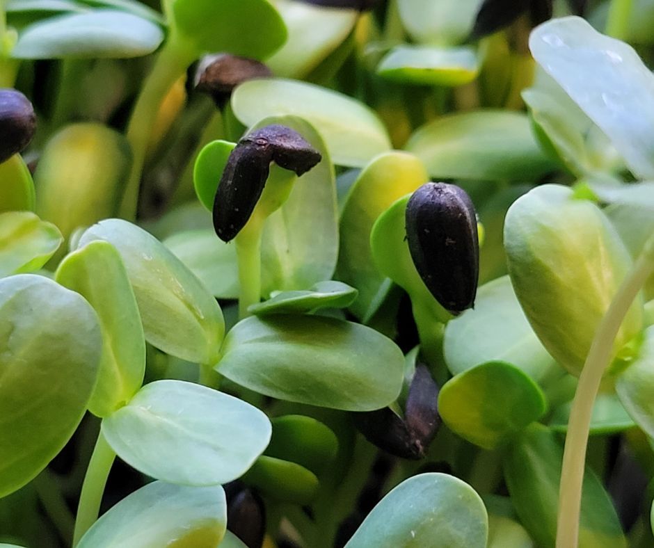 Green sunflower microgreens some with black seed shells still attached.
