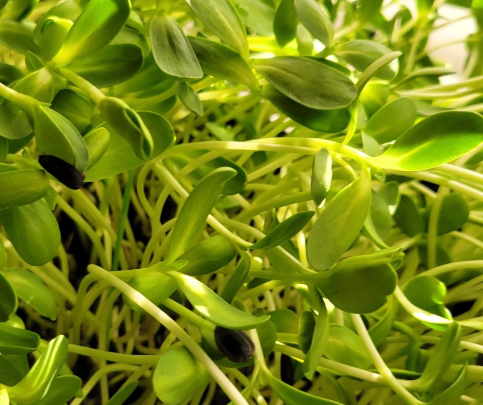 A tray of green sunflower microgreens.