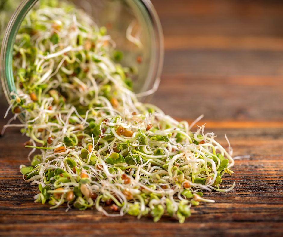 A freshly rinse of jar of sprouts with green and white bean sprouts falling out.
