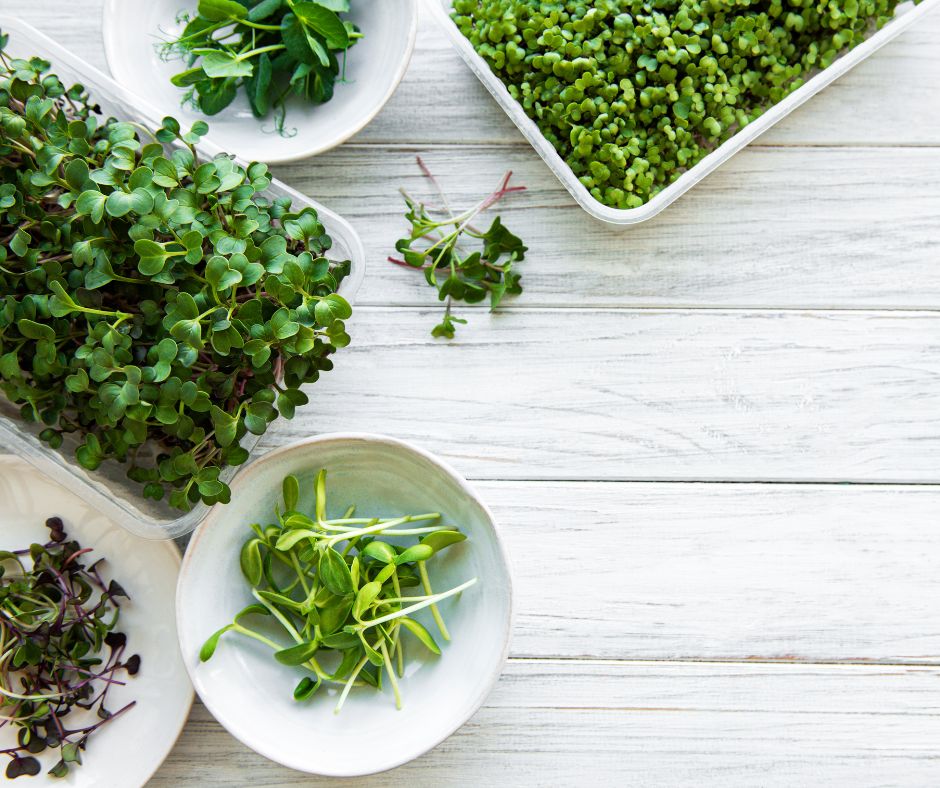 Multiple trays and small dishes of microgreens on a wooden table.