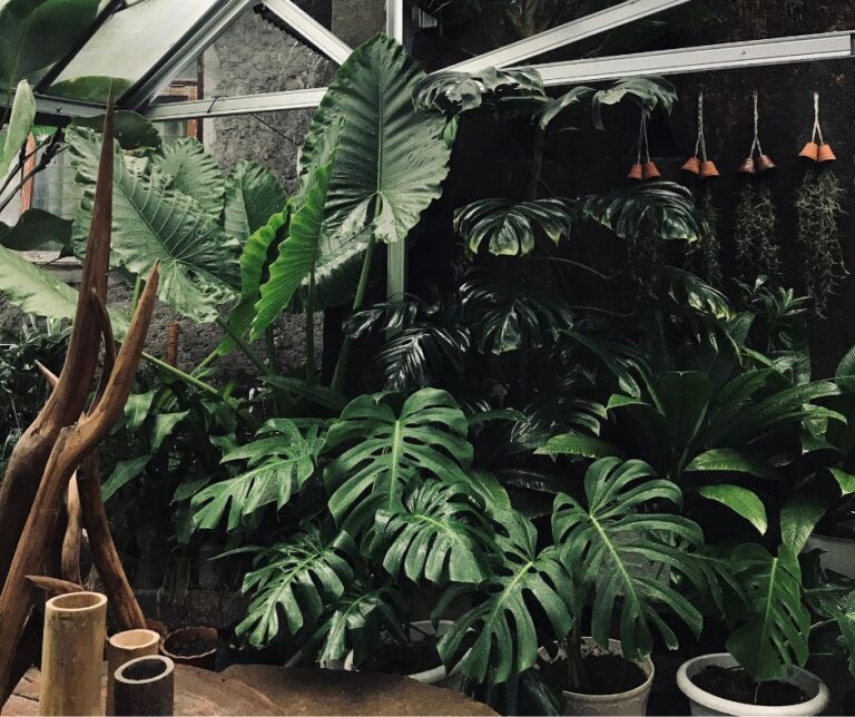 A Jungle Paradise: Designing Your Dream Tropical Plant Reading Nook