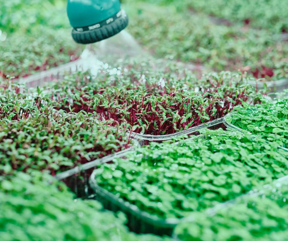 A spray nozzle watering trays of red and green microgreens. 