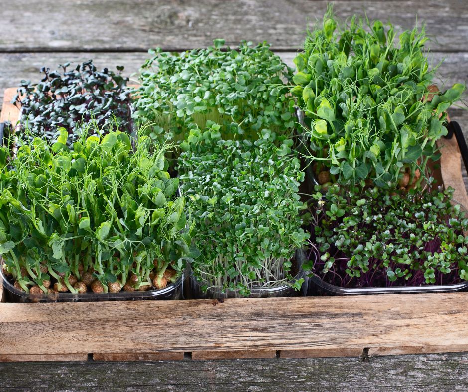 A group of lush microgreens on a wood table, including radish, pea and broccoli.