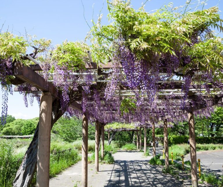 Dappled shade for a garden path provided by wisteria growing on a series of pergolas. Covered in purple cascading flowers.