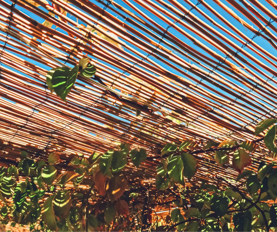 Natural reed fencing and a climbing vine being used for shade for an outdoor reading nook. A comfortable seating option for an outdoor reading nook.