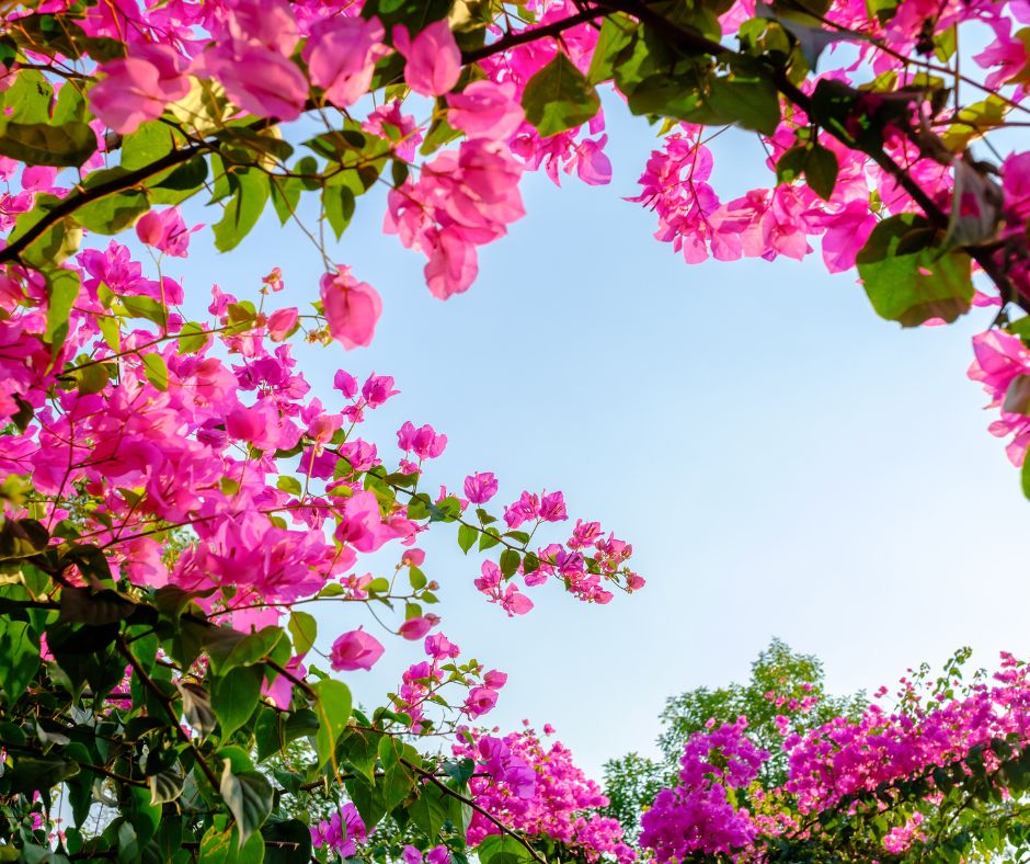 Climbing vines of Pink Bougainvillea trained on a trellis in full sun.
