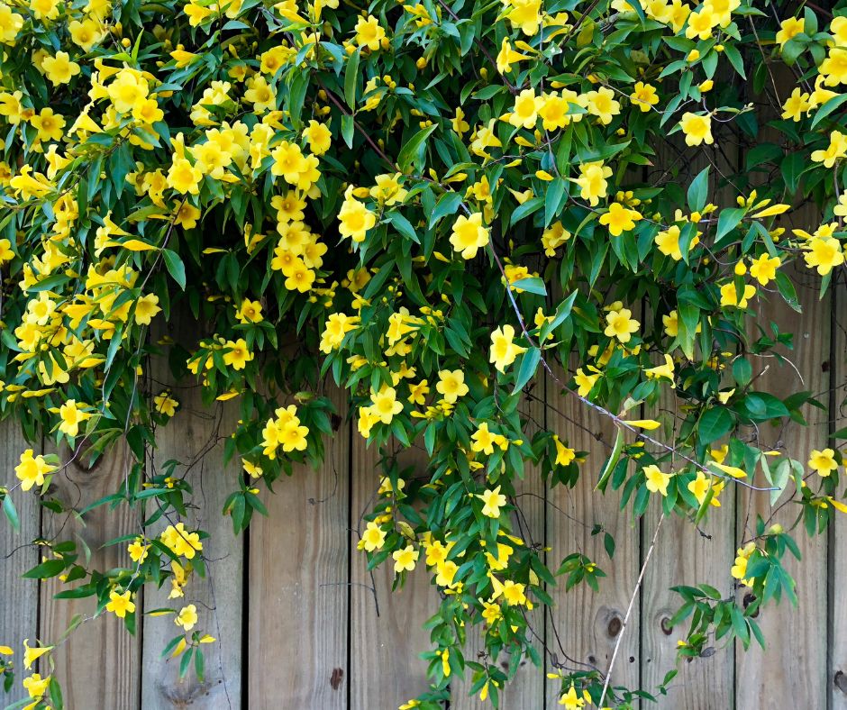 Yellow Carolina jasmine flowers blooming on a vine tumbling over a wooden fence in full sun.
