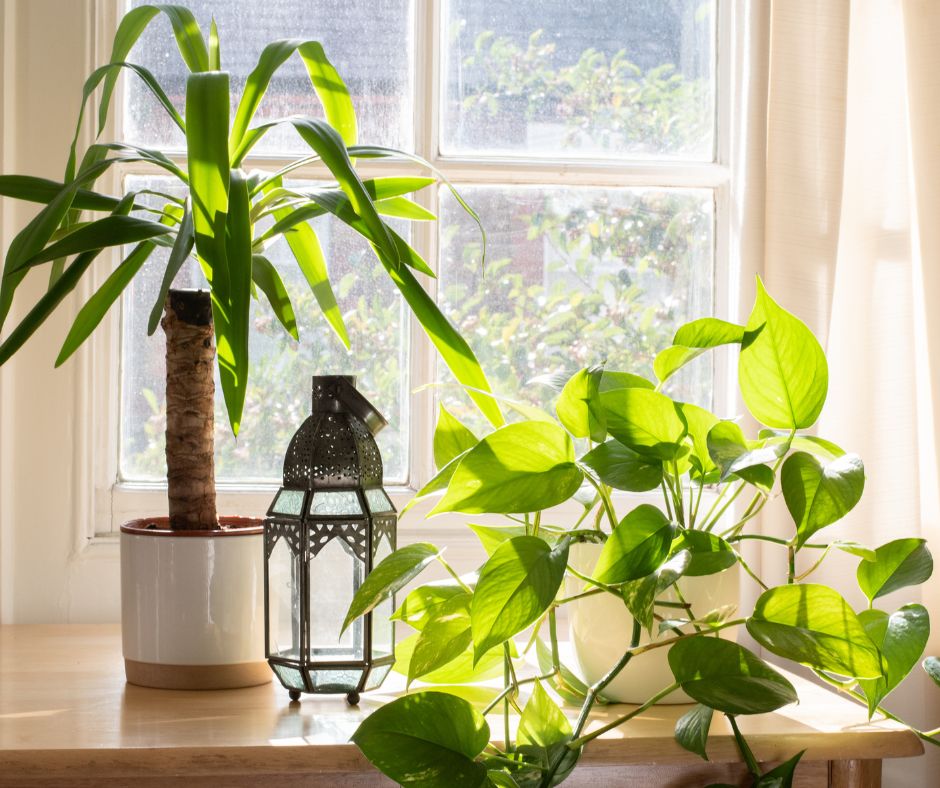 Potted plants near a sunny window with a metal lantern.