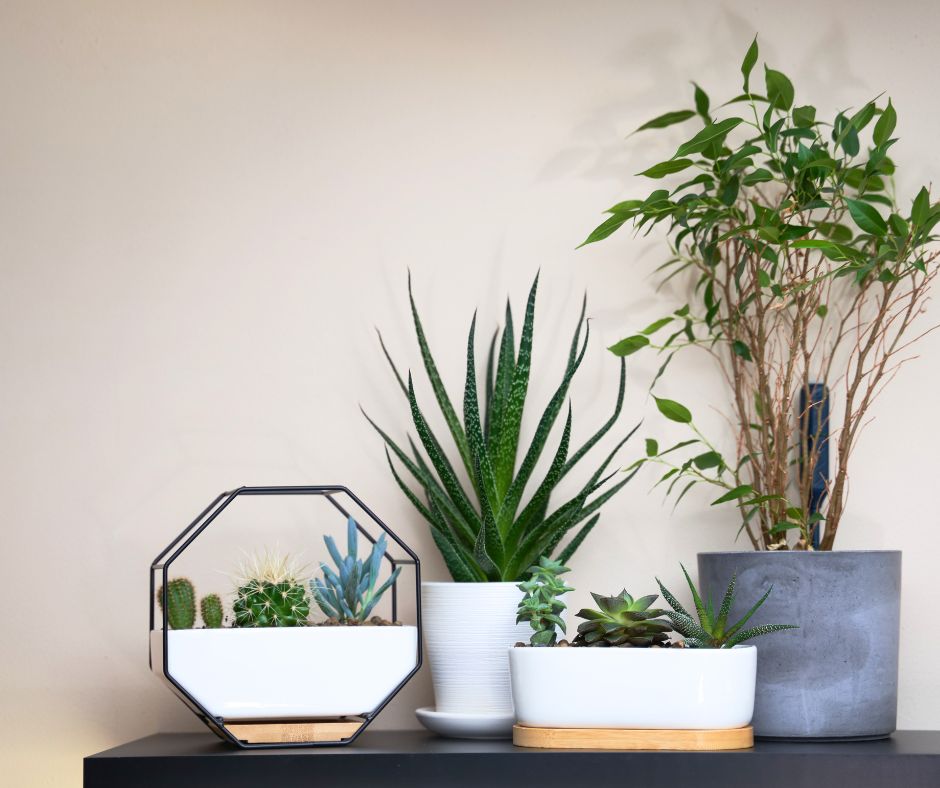 A variety plants, cacti, and succulents in pots suitable for a seaside themed reading nook.
