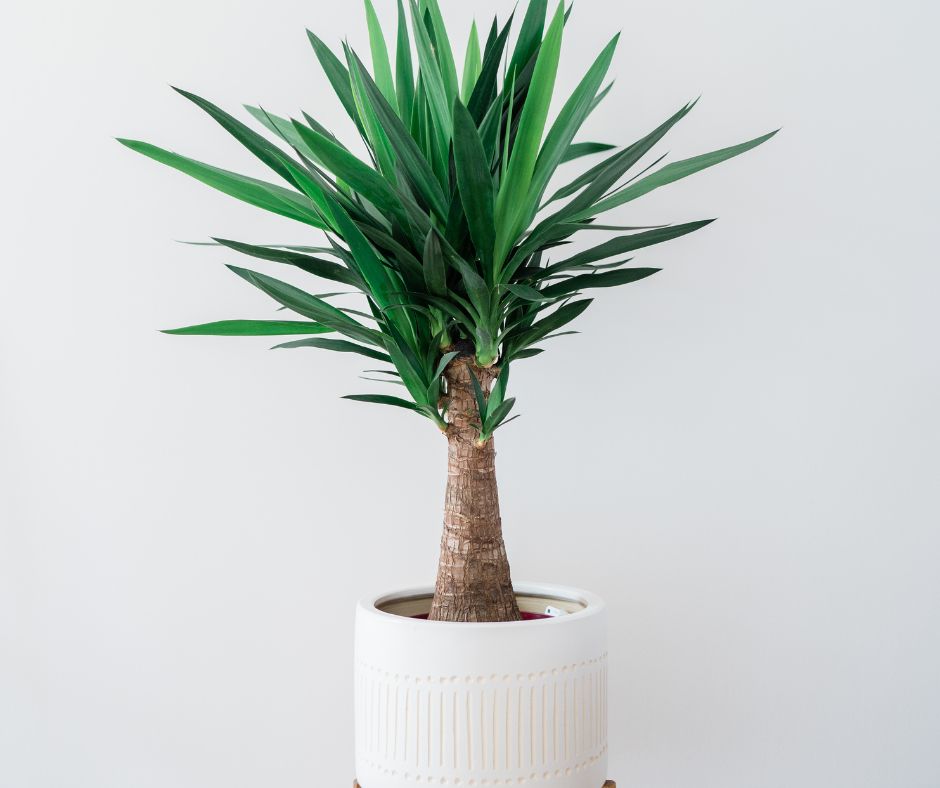 A yucca plant in a white pot.