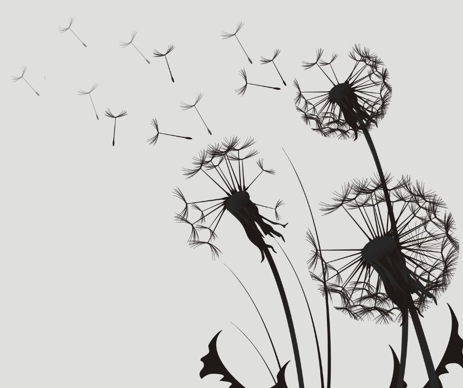 A black and white image of a dandelion flower.