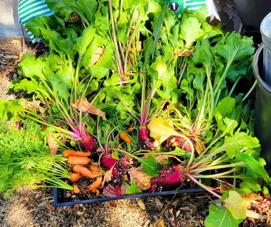 A fresh winter garden harvest of small varieties of carrots and beets with vibrant green leaves still attached.