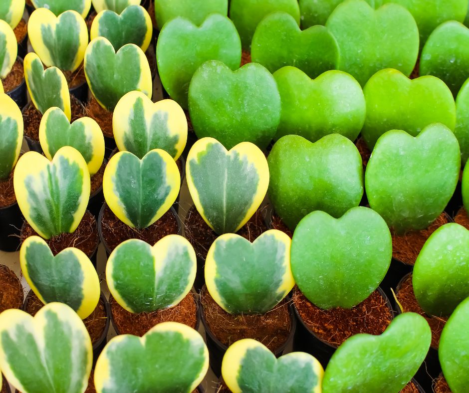 Green and variegated heart shaped Hoya Kerrii plants in small pots.