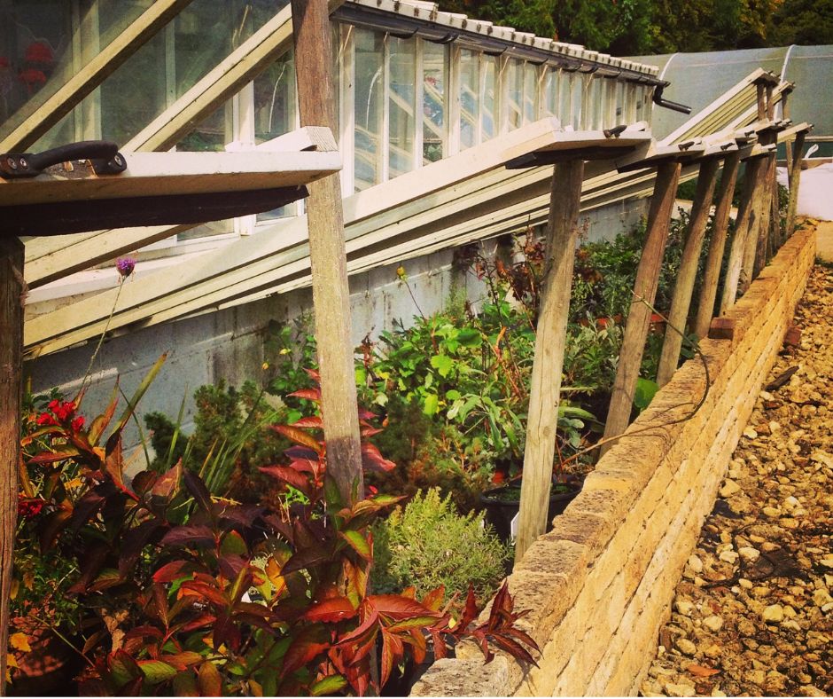 Open wooden cold frame with a variety of potted plants inside the brick base.