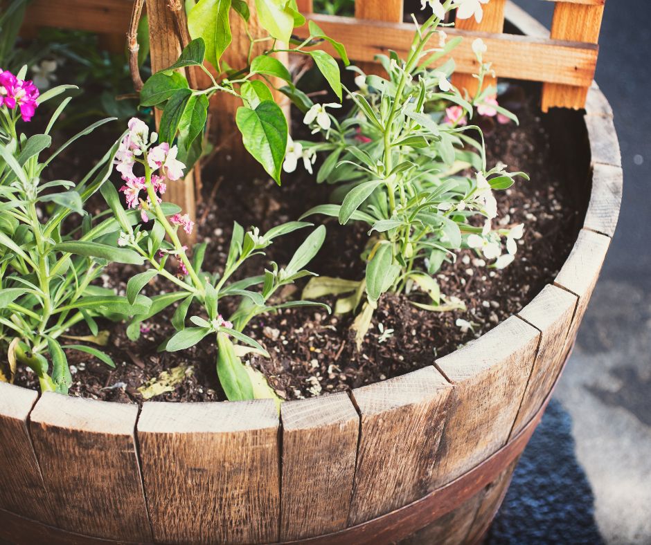 Half of a barrel filled with plants. Including flowers and a vining plant growing up a wooden trellis. One of many great winter container garden ideas. 