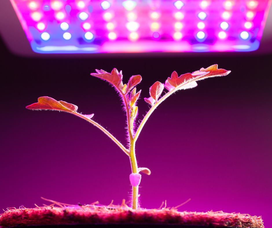 A tomato seedling under a LED grow light.