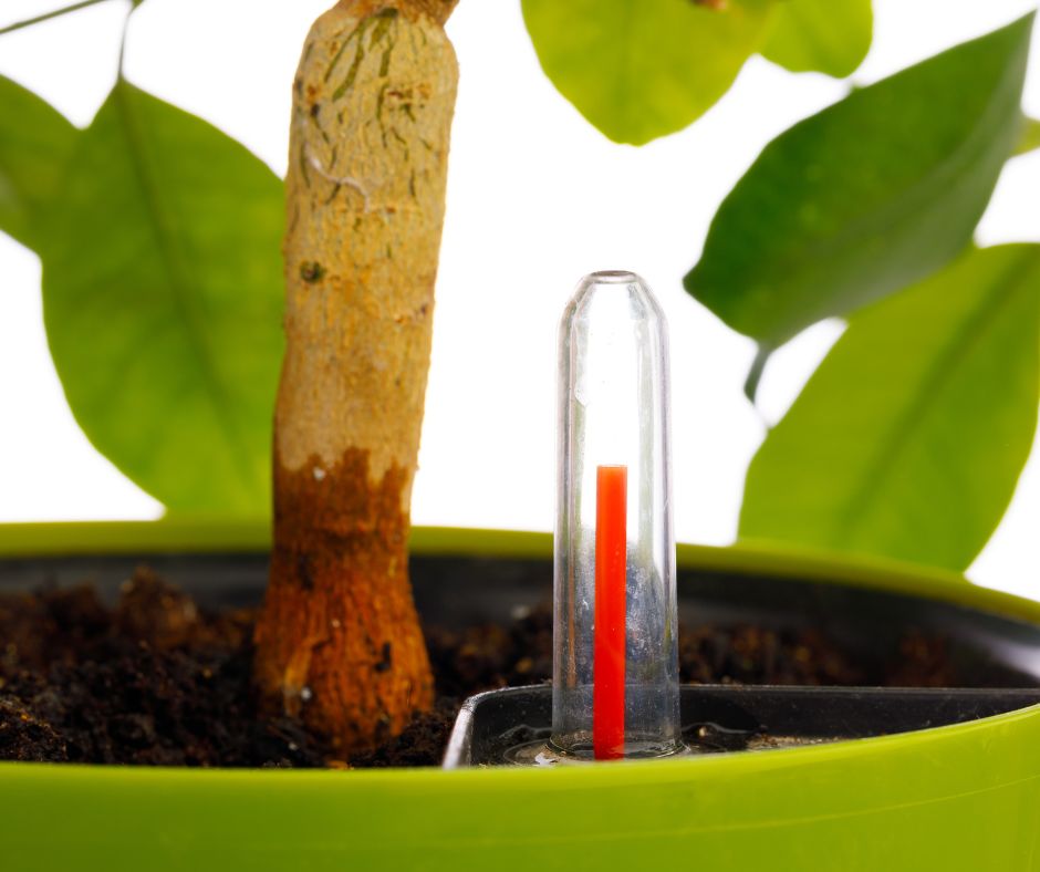 A lime green self watering planter with a red moisture indicator.