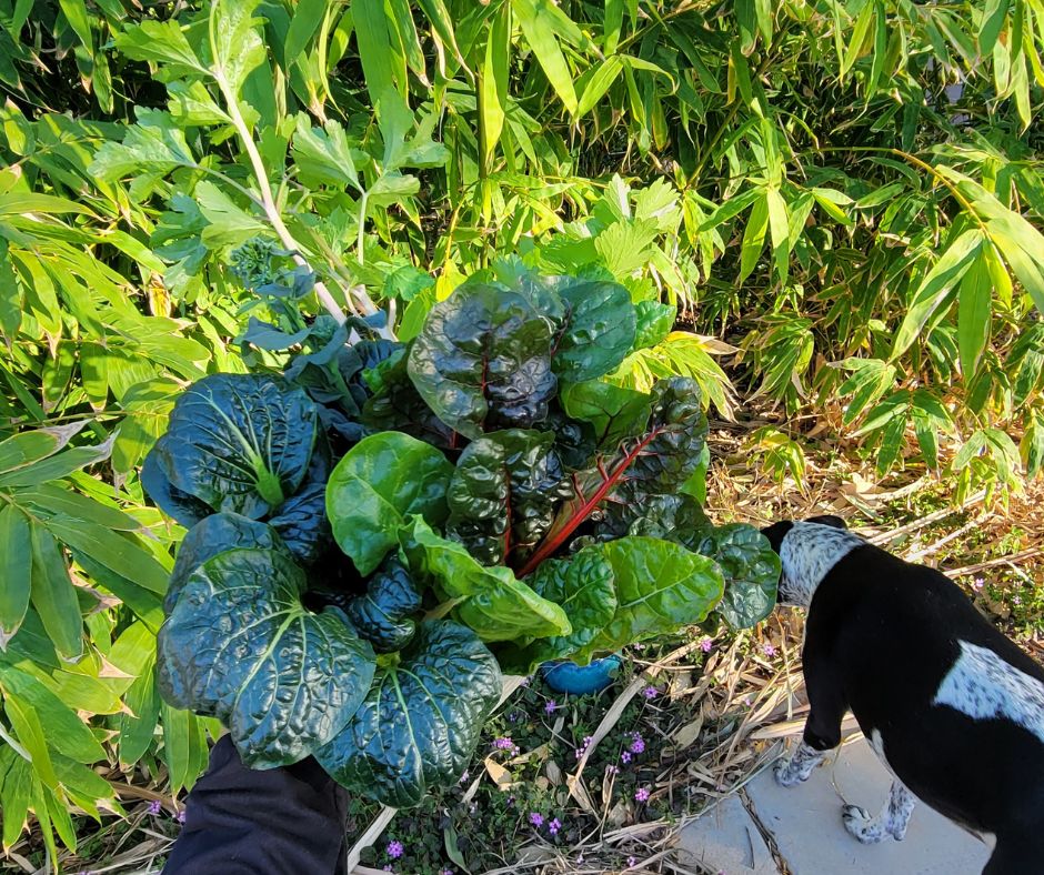 A mix of healthy winter veggies fresh from the container garden. Including green chard, Chinese celery, rapini broccoli, and tatsoi. In front of a bamboo hedge and a black and white dog.
