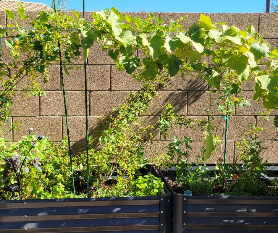 Two metal raised beds against a block wall extending the growing season of cucumbers, herbs and flowers.
