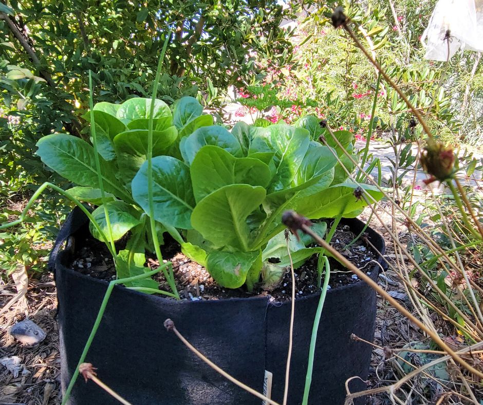 A group of green romaine lettuce and onions growing in a black grow bag in one of the easiest winter container garden ideas.