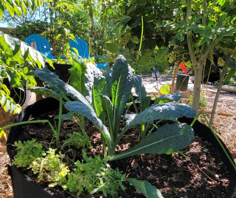 Kale, onions, and alyssum growing in a grow bag. An easy winter container garden idea.