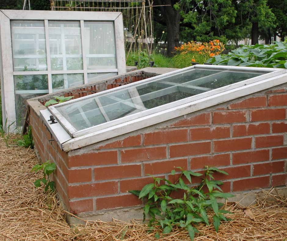 Cold frame made of red brick and old windows with white frames in a lush garden.