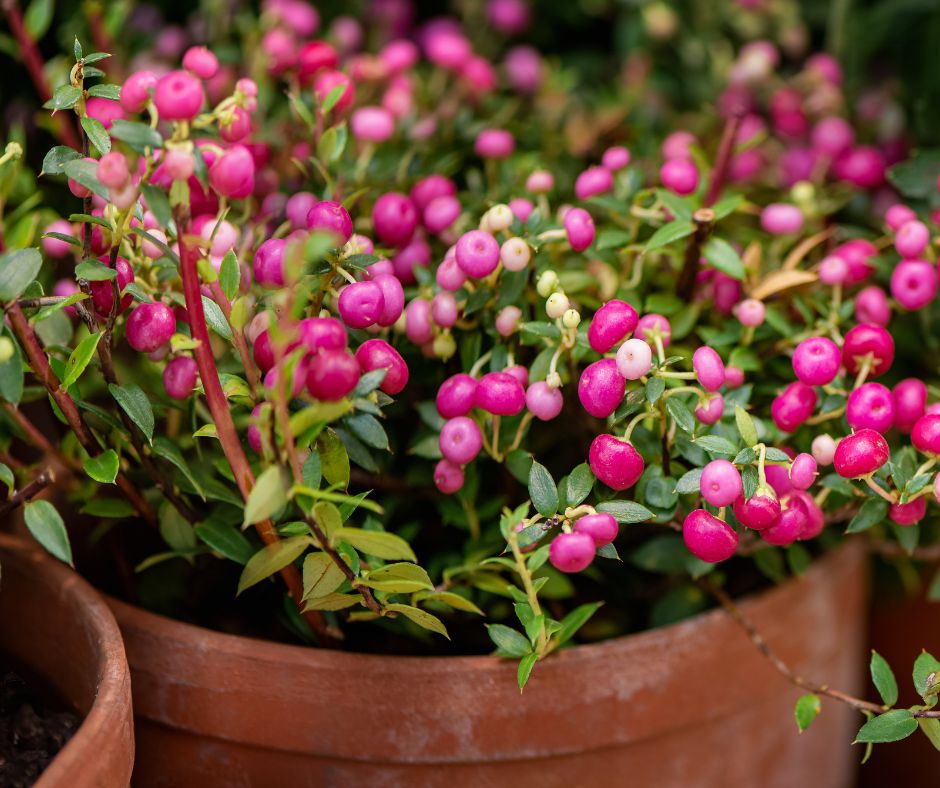 Pernettya mucronata evergreen shrub with pink berries growing in a terracotta pot.