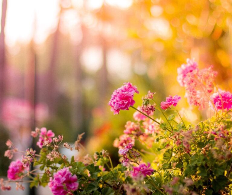Pink flowers on a sunny day.