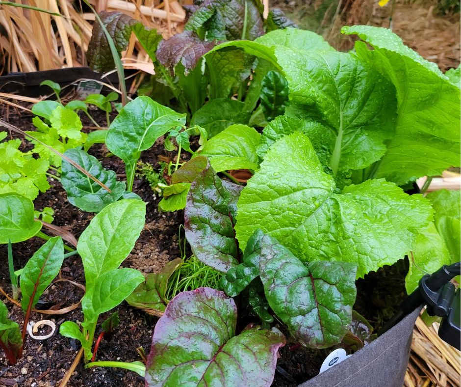 A mix of greens growing in a large garden grow bag including mustard, chard and beets.