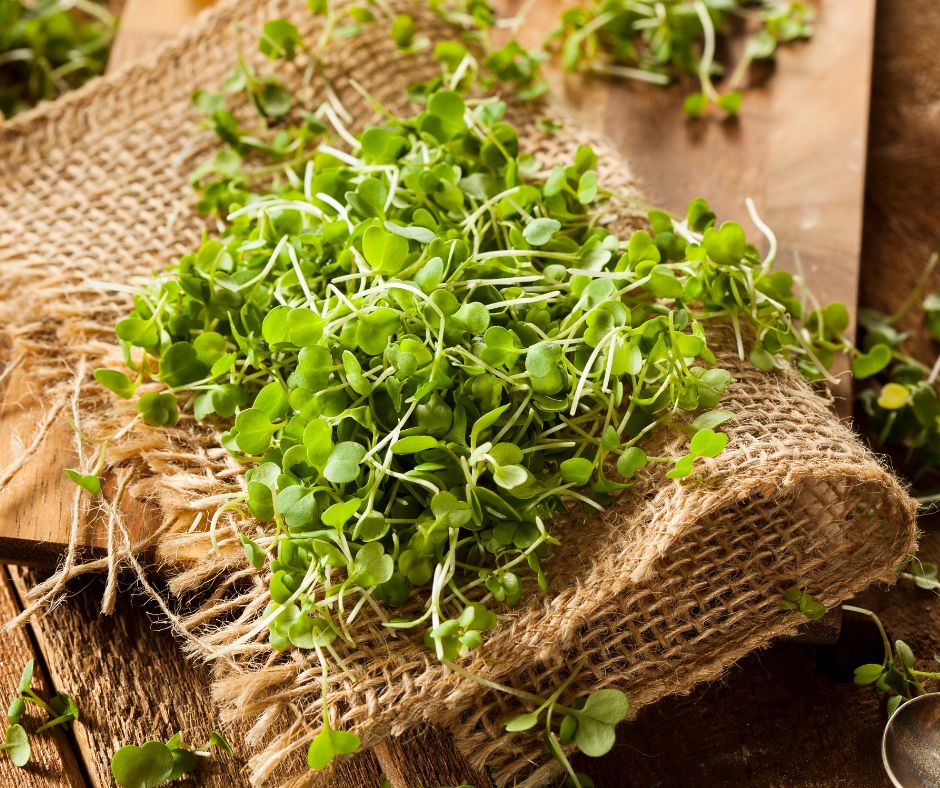 Arugula microgreens on burlap.