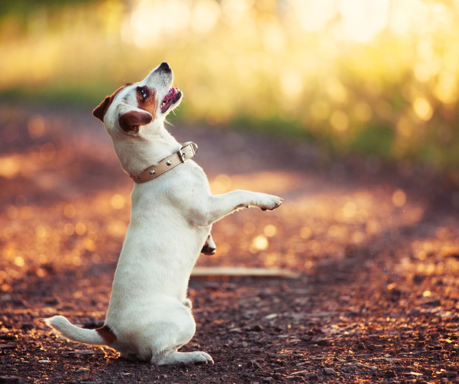 A small white and tan dog sitting up for a treat.