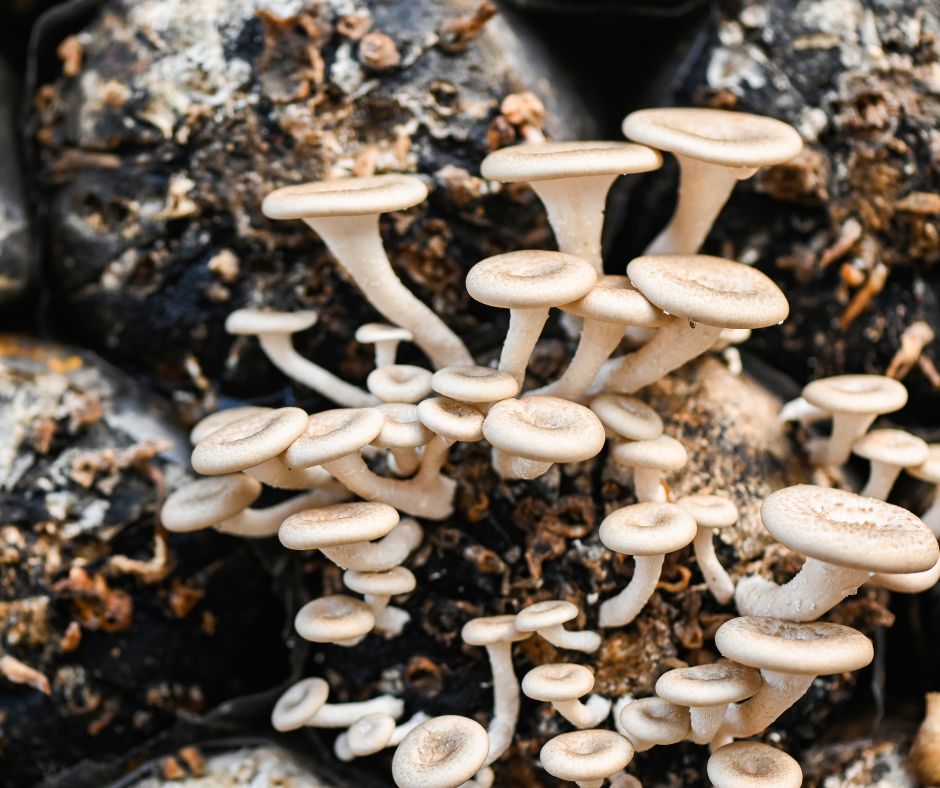 Many white mushroom emerging from top of grow bags stacked horizontally. 