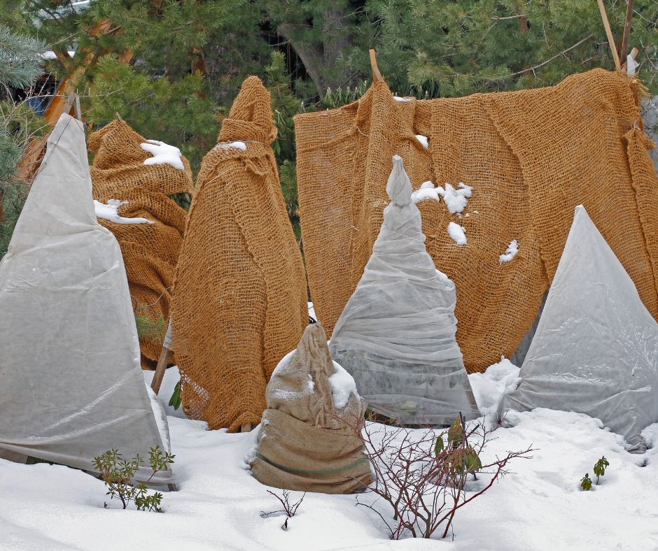 A well protected garden surviving a winter snow. Multiple plants wrapped in burlap and frost cloth.