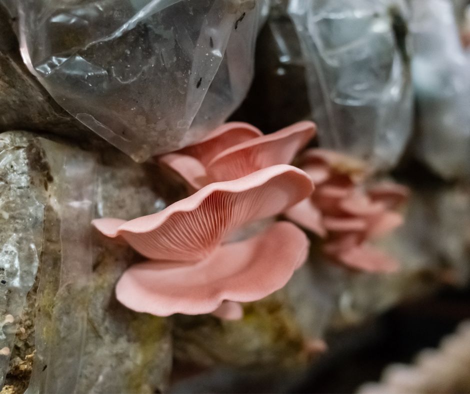 Pink oyster mushrooms emerging from grow bags.